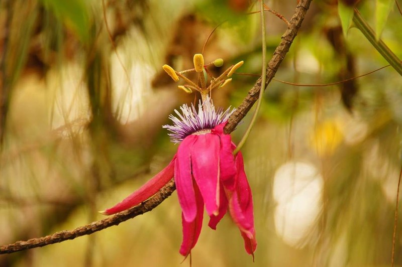 Passiflora rogitamensis photo 4