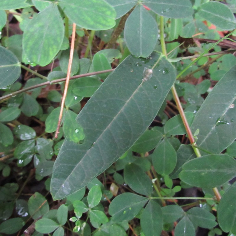 Passiflora rogitamensis photo 5