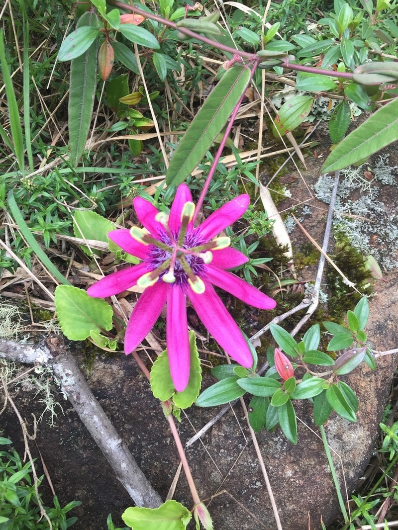 Passiflora rogitamensis photo 6