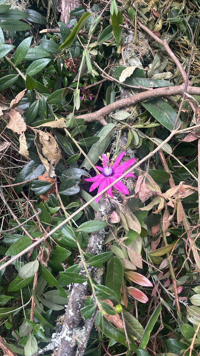 Passiflora rogitamensis photo 7