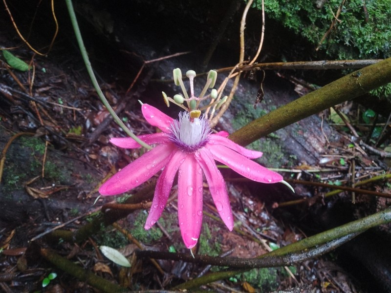 Passiflora rogitamensis photo 8