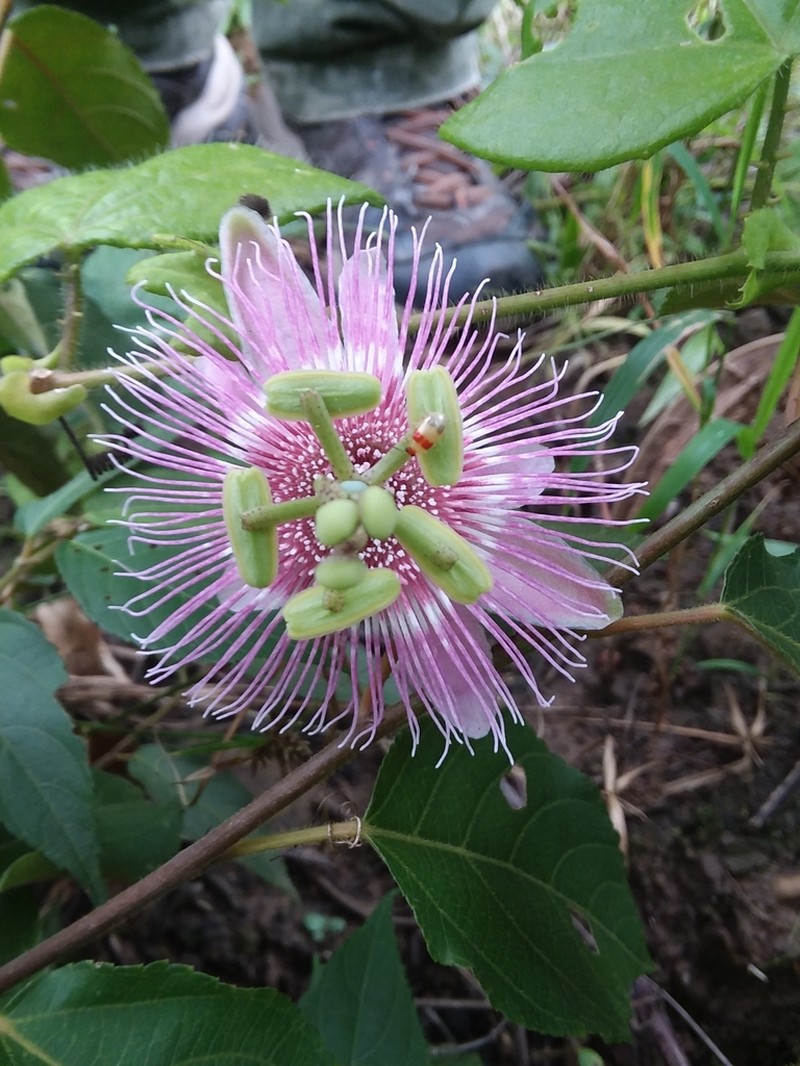 Passiflora rosacea