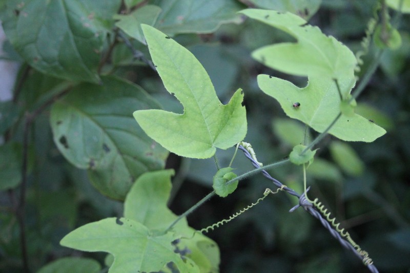 Passiflora rosacea photo 2
