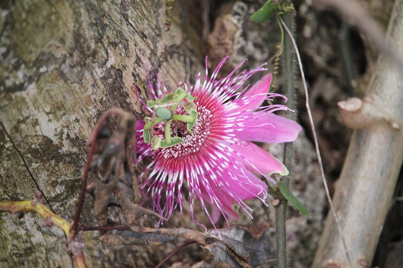 Passiflora rosacea photo 3
