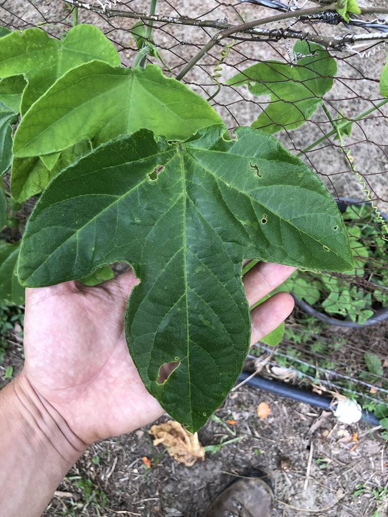 Passiflora rosacea photo 5