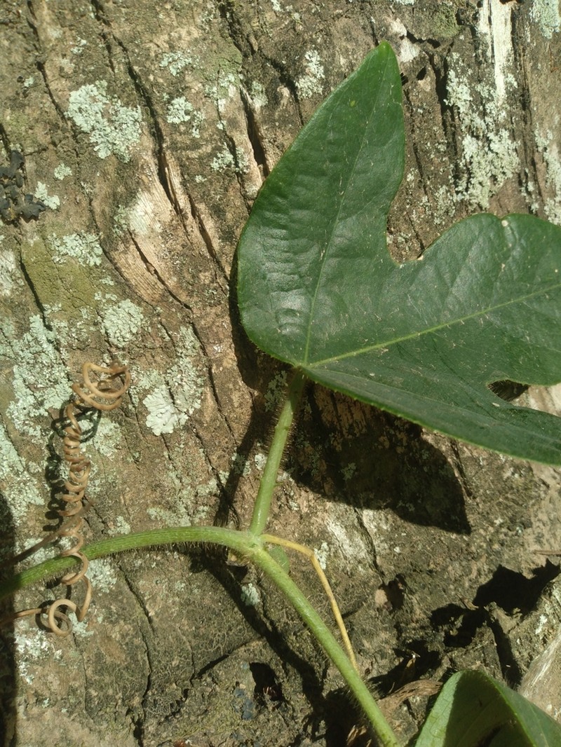 Passiflora rosacea photo 6