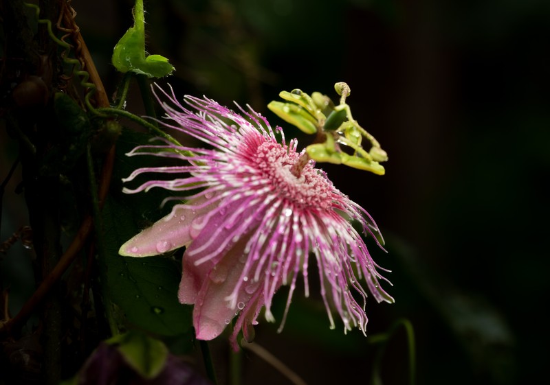 Passiflora rosacea photo 7