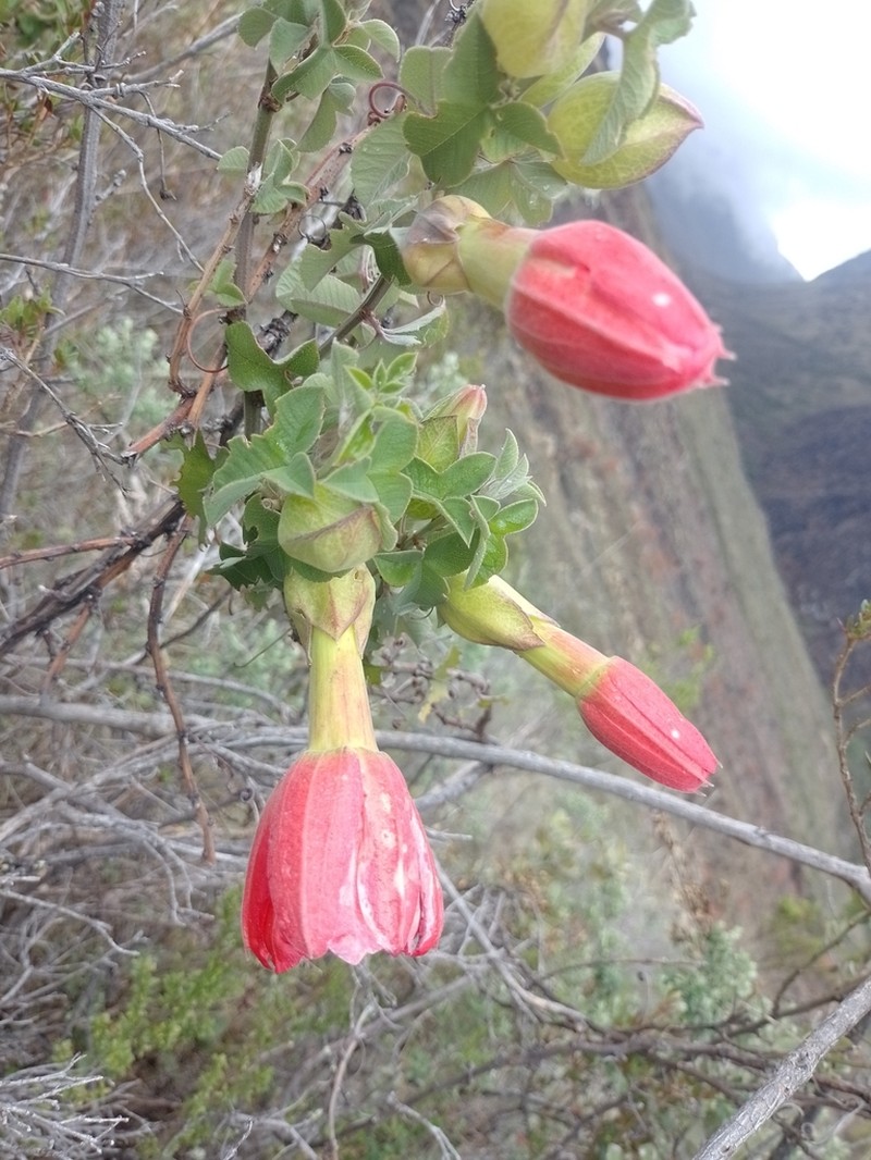 Passiflora salpoensis