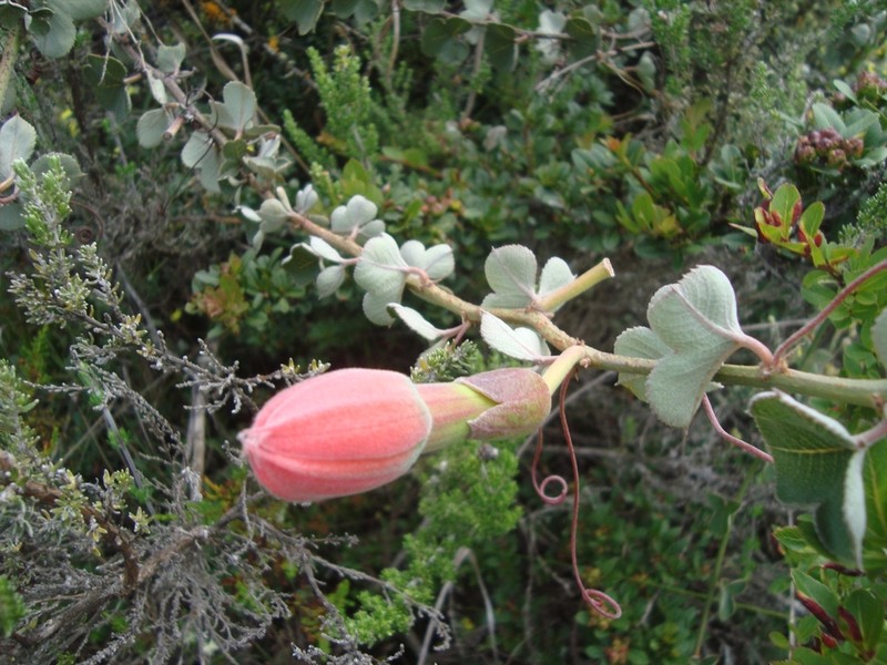 Passiflora salpoensis photo 2