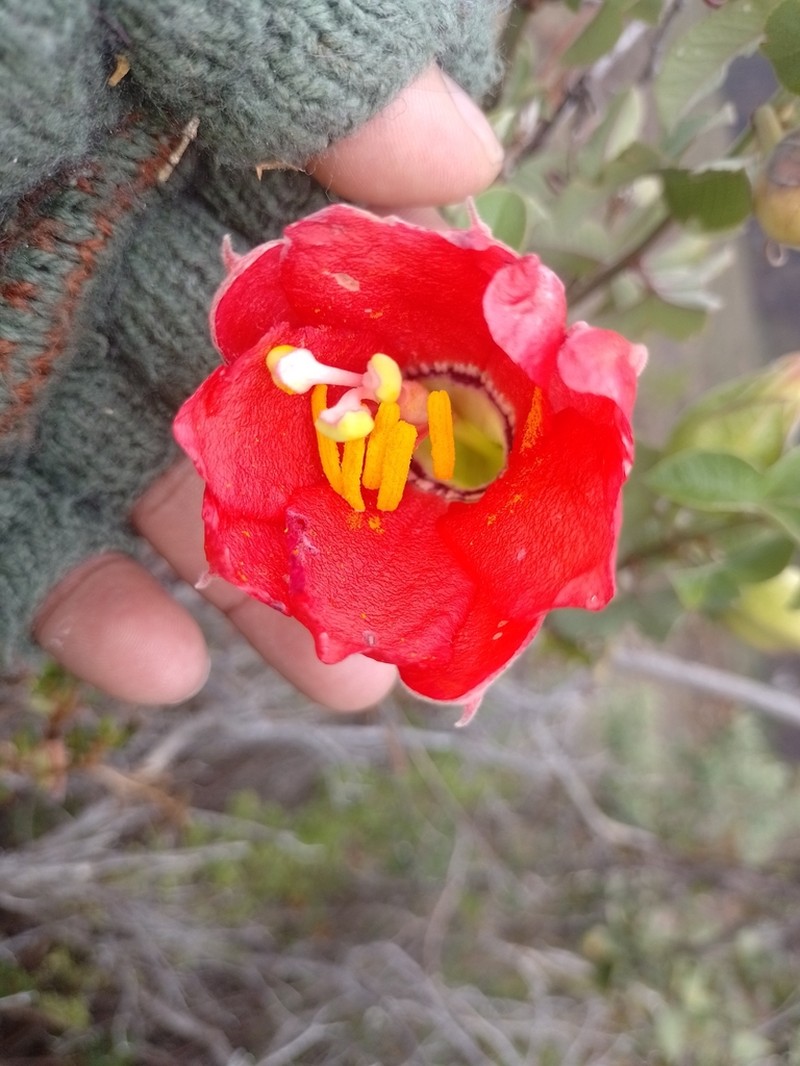 Passiflora salpoensis photo 3