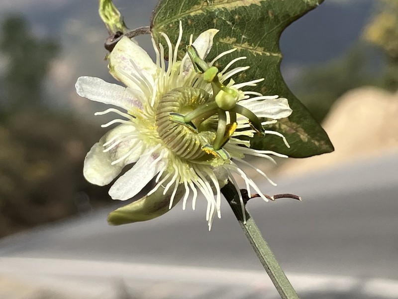 Passiflora santos-llatasii