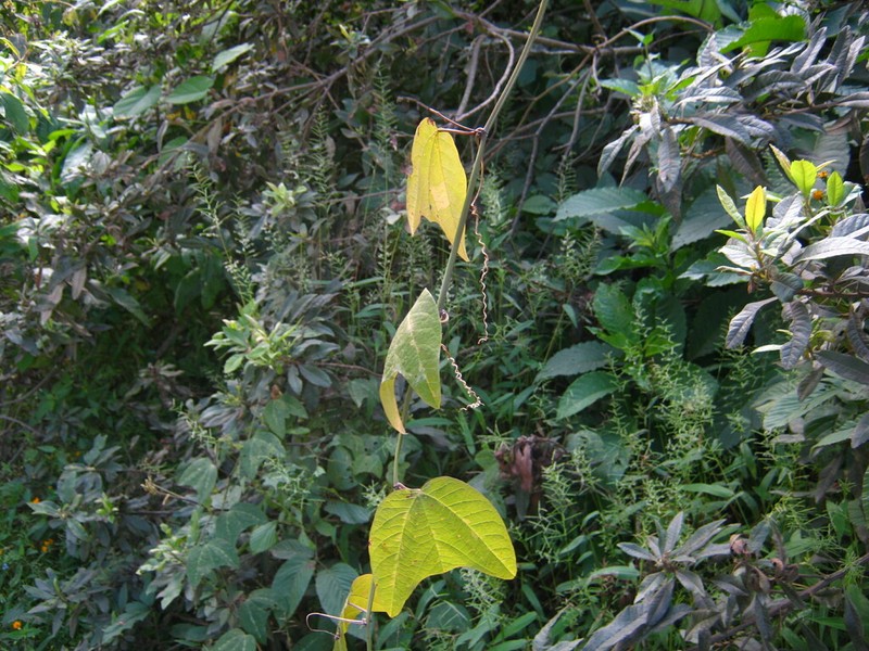 Passiflora santos-llatasii photo 3