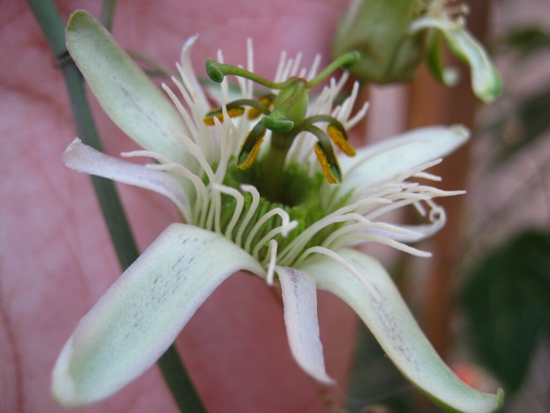 Passiflora santos-llatasii photo 4