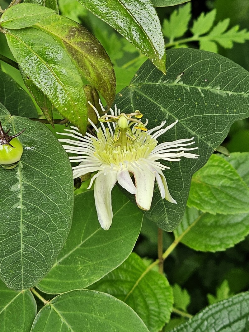 Passiflora santos-llatasii photo 5