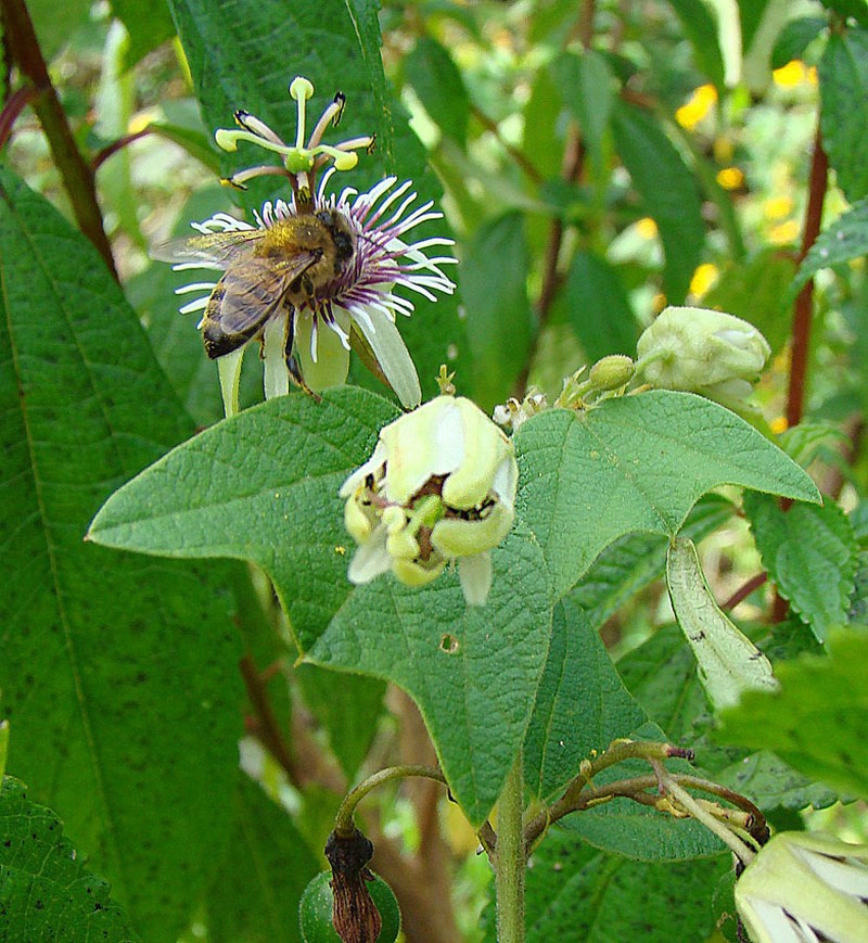 Goatsfoot photo 2