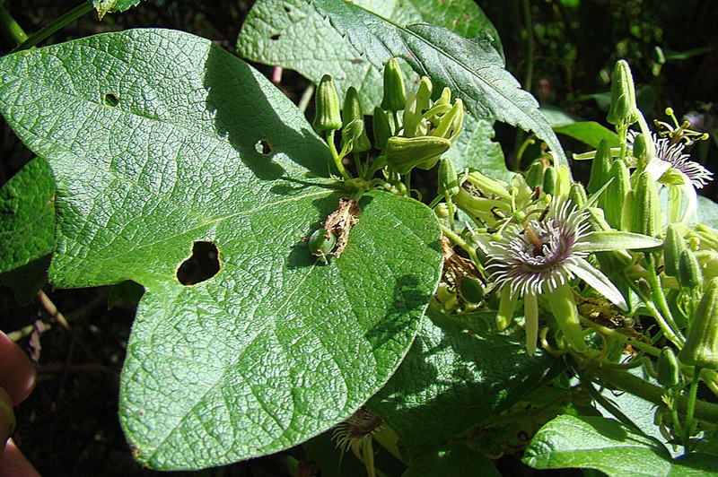 Goatsfoot photo 3