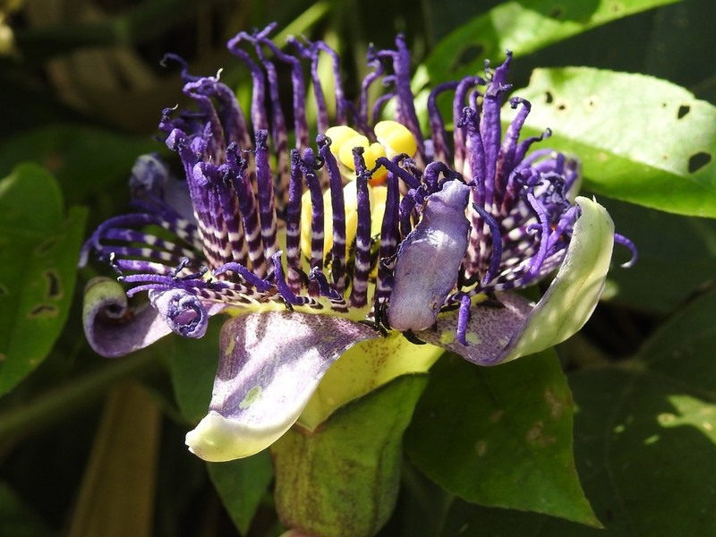 Tagua Tagua photo 7