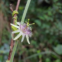 Goatsfoot
