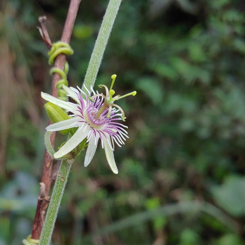 Goatsfoot