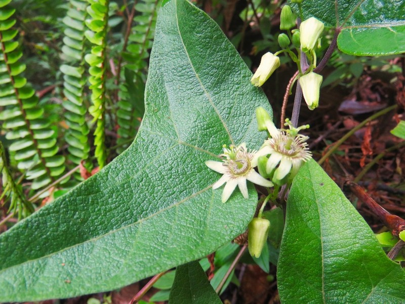 Goatsfoot photo 2