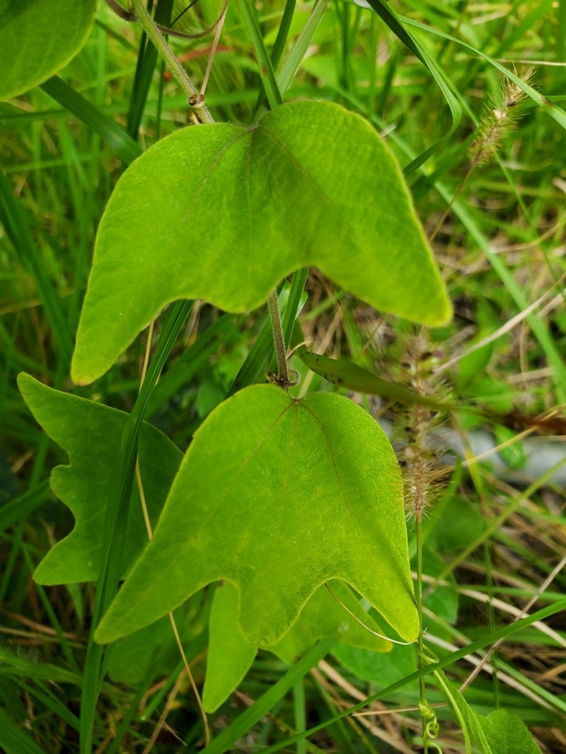Goatsfoot photo 4