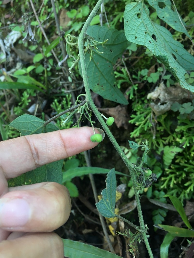 Goatsfoot photo 5