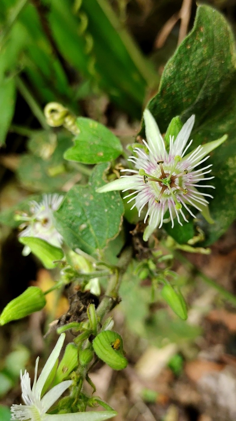 Goatsfoot photo 6