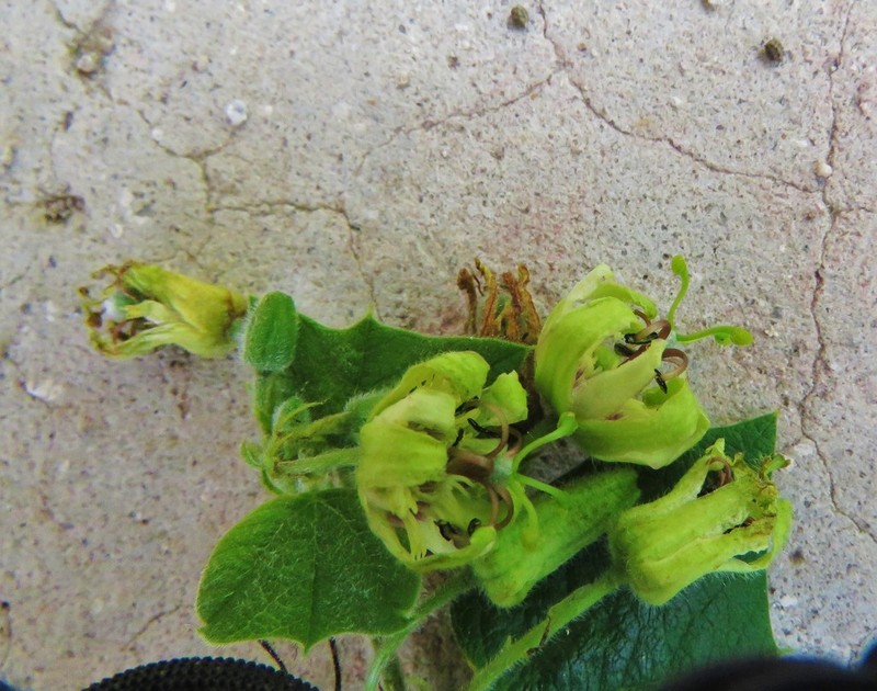 Goatsfoot photo 7