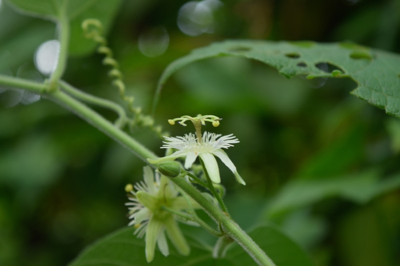 Goatsfoot photo 8