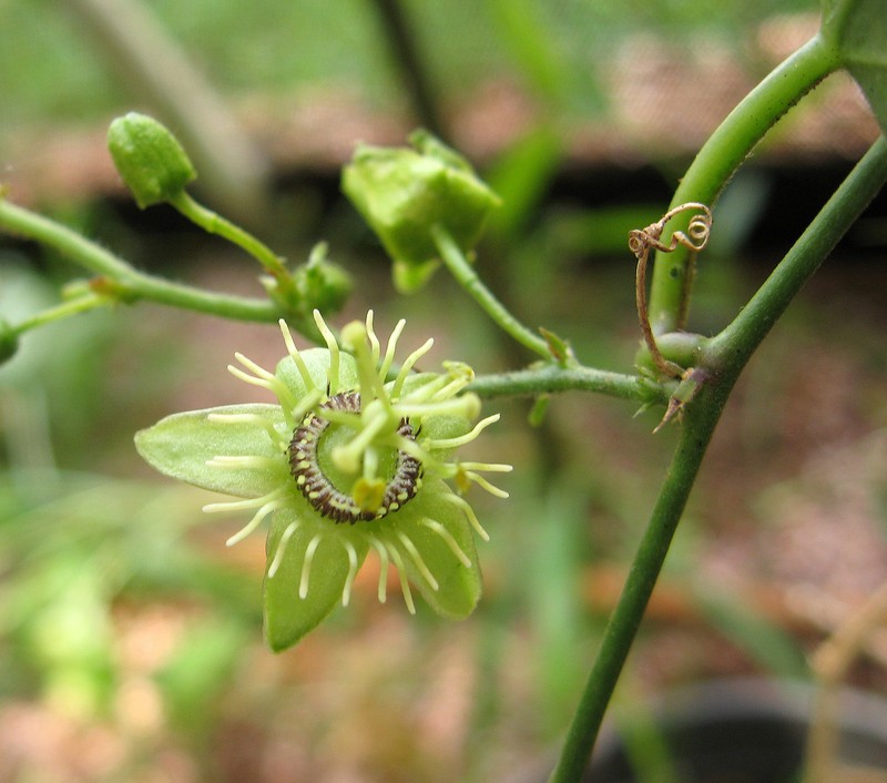 Corkystem Passionflower photo 3