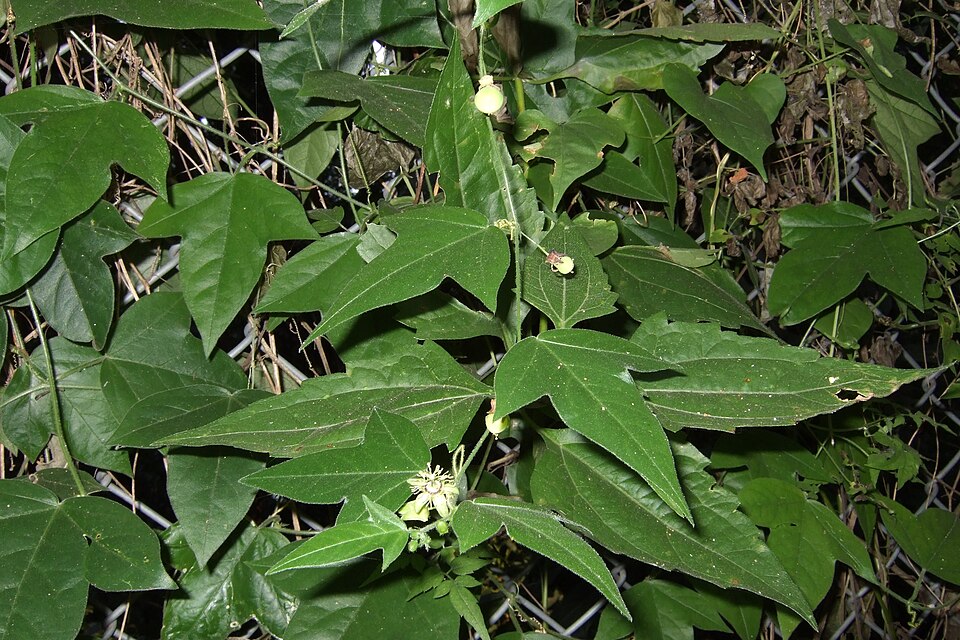 Corkystem Passionflower photo 5