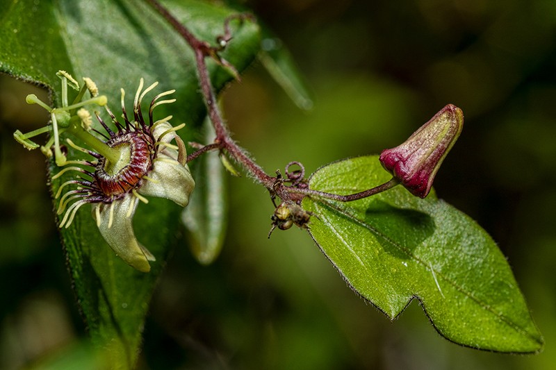 Corkystem Passionflower photo 5