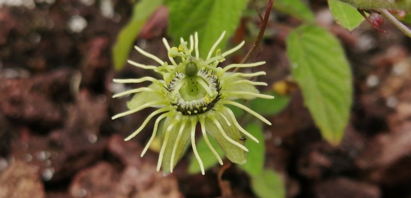 Corkystem Passionflower photo 6
