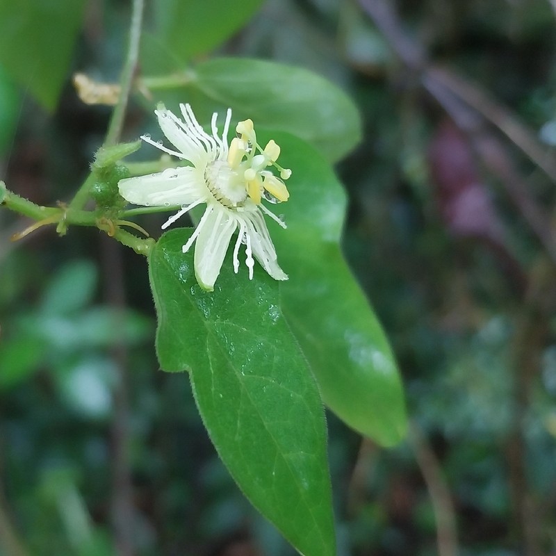 Corkystem Passionflower photo 7