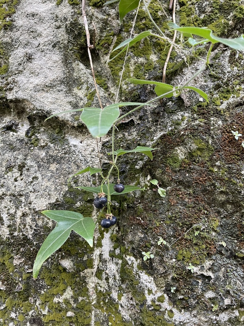Passiflora suberosa subsp. litoralis photo 2
