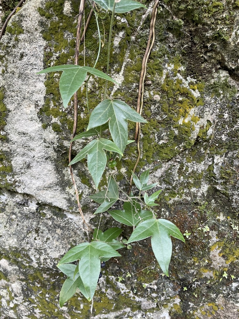 Passiflora suberosa subsp. litoralis photo 3