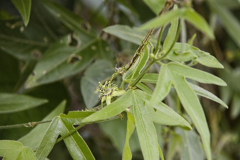 Passiflora suberosa subsp. litoralis photo 4