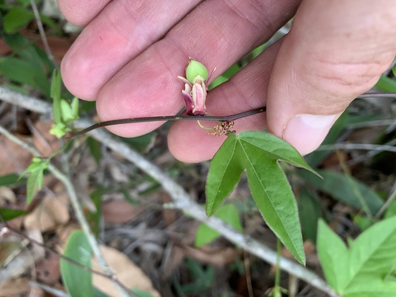 Passiflora suberosa subsp. litoralis photo 5