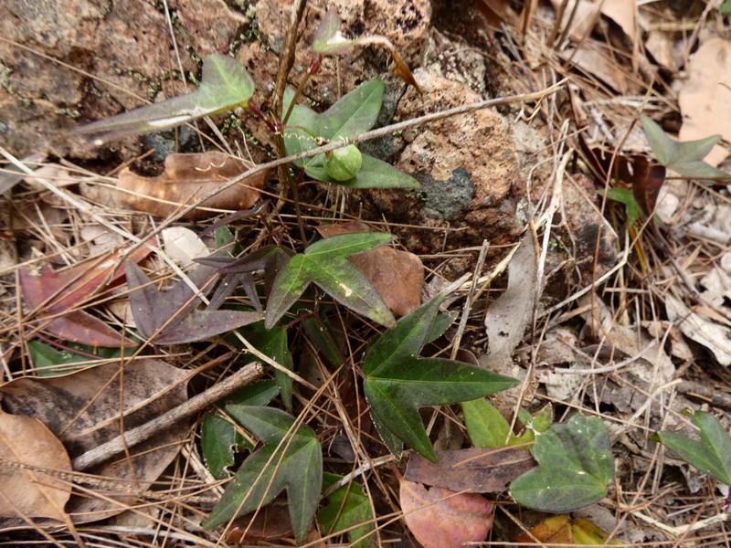 Passiflora suberosa subsp. litoralis
