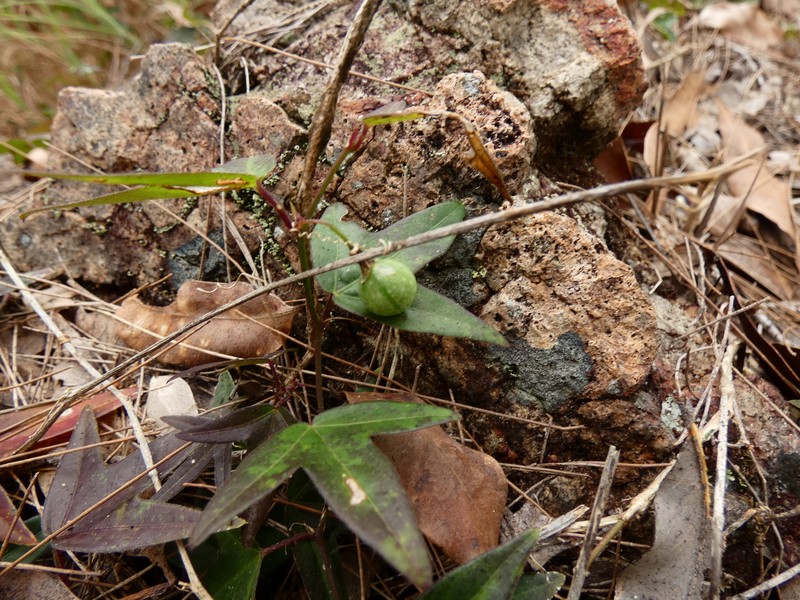 Passiflora suberosa subsp. litoralis photo 6