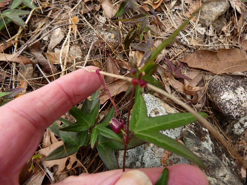 Passiflora suberosa subsp. litoralis photo 8