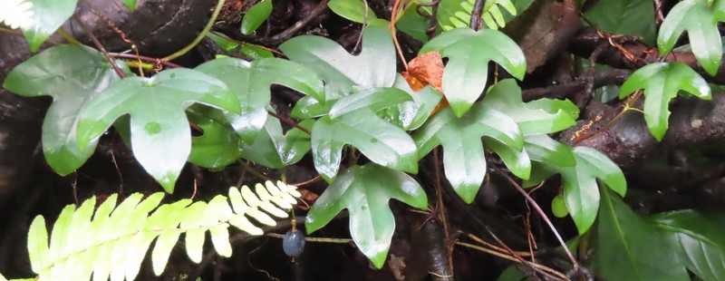 Passiflora suberosa subsp. suberosa