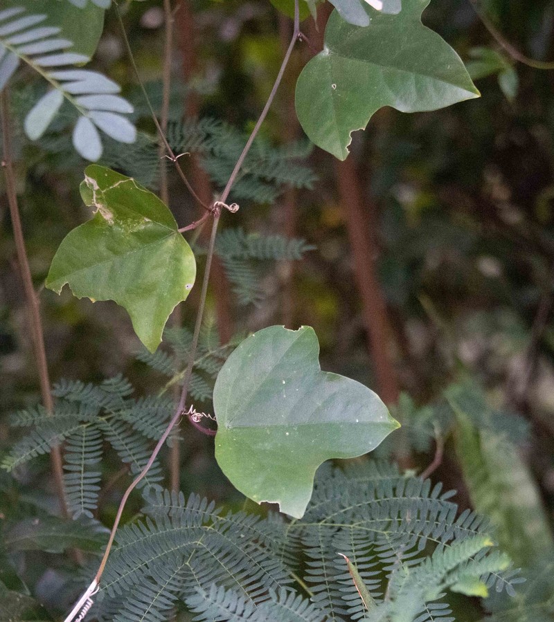 Passiflora suberosa subsp. suberosa photo 2