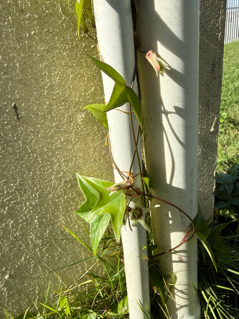 Passiflora suberosa subsp. suberosa photo 3