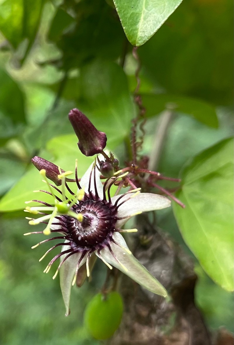 Passiflora suberosa subsp. suberosa photo 4