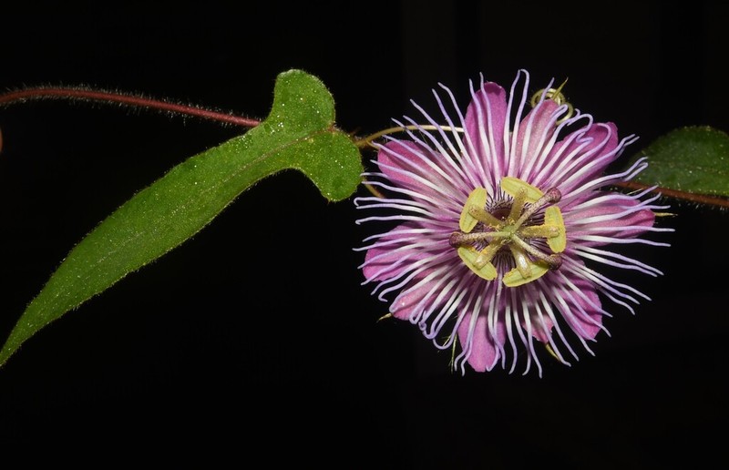 Passiflora subintegra