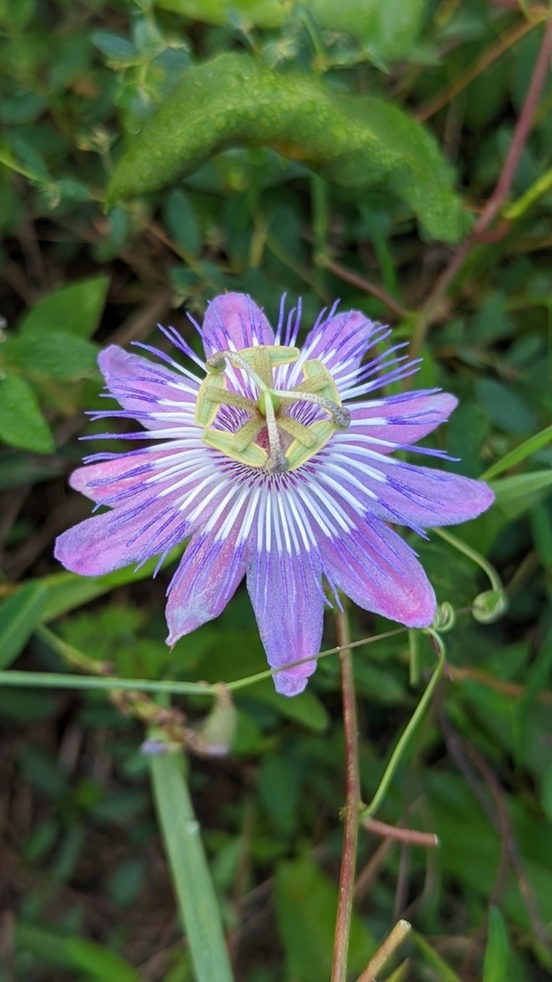 Passiflora subintegra photo 3