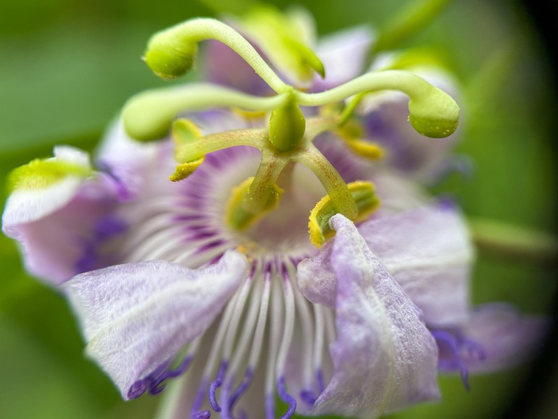 Passiflora subintegra photo 4