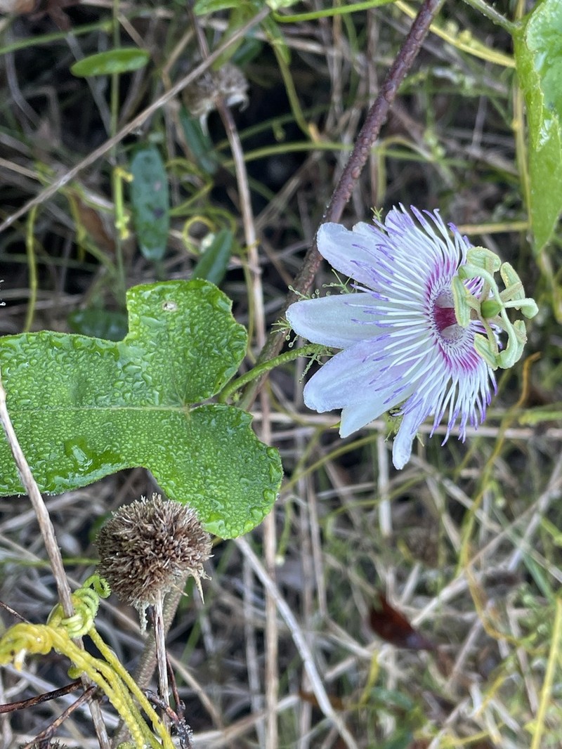 Passiflora subintegra photo 5