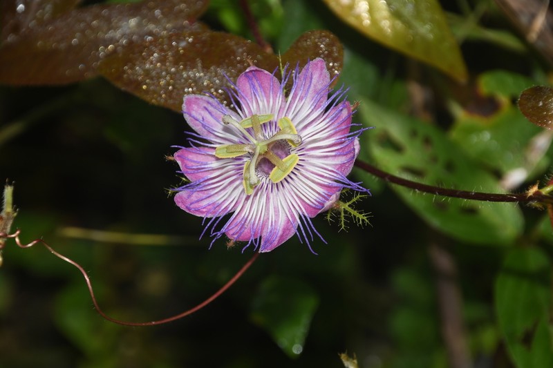 Passiflora subintegra photo 6